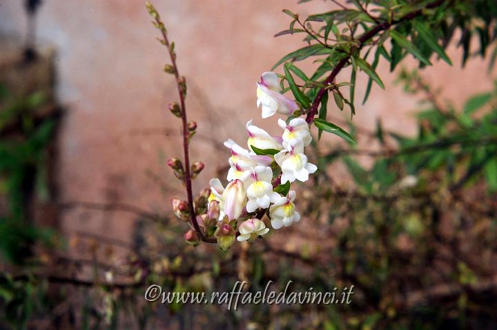 14.2.2011 Avola Antica natura (36).jpg